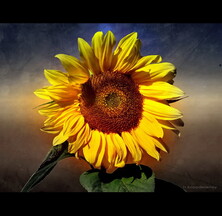 Sunflower of Hope
